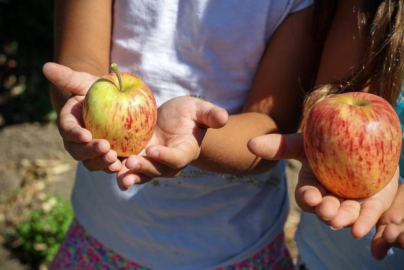Kinder halten Äpfel in den Händen