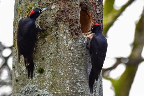 Zwei Schwarzspechte am Baum an ihrer Höhle