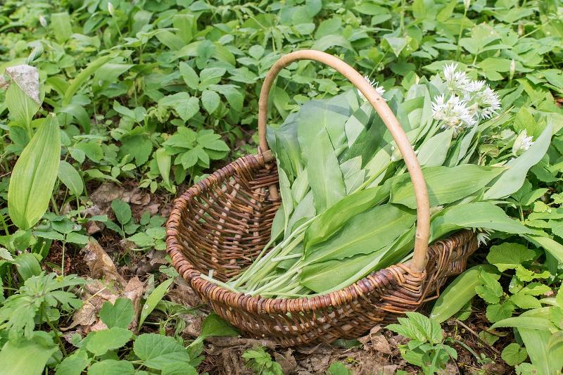 Korb mit Bärlauch gefüllt in einem Waldkräuterfeld