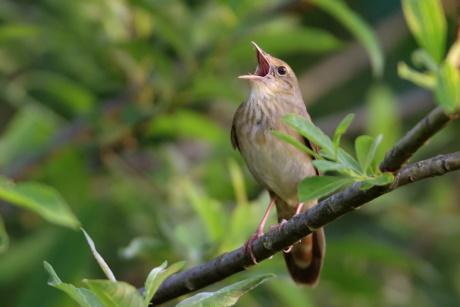 Singvogel auf einem Ast