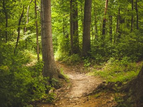 Sonnendurchfluteter Waldweg