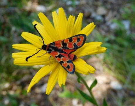 Bergkronwicken-Widderchen auf gelber Blume