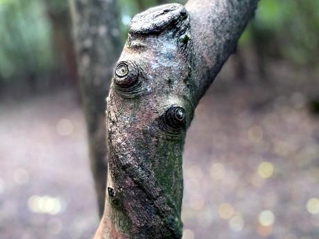 Baum mit Astaugen