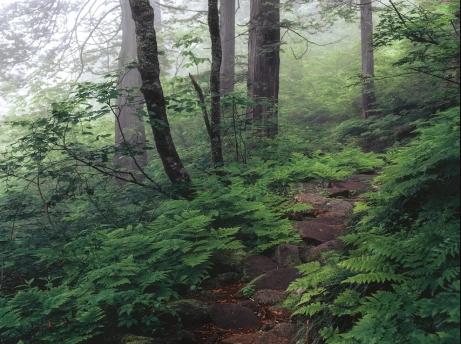 Wald mit Waldpfad