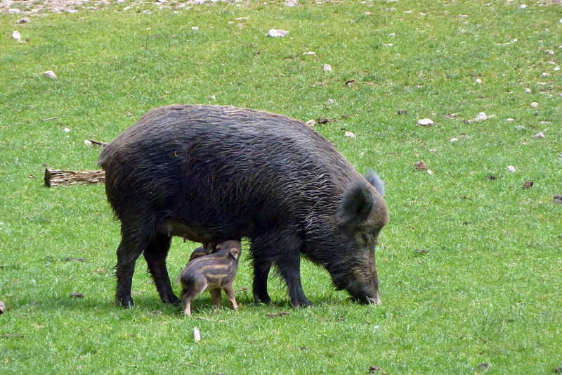 Wildschwein