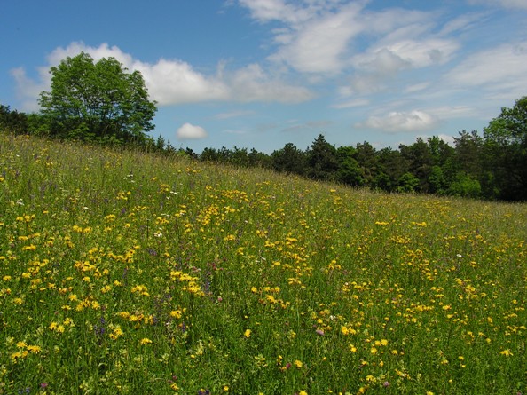 Bunte Blumenwiese