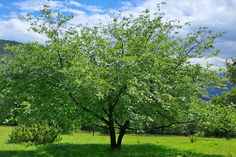 solitär stehende Mehlbeere