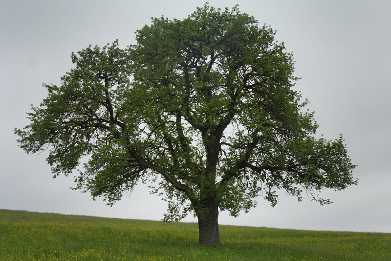 Apfelbaum auf Streuobstwiese nach der Blüte