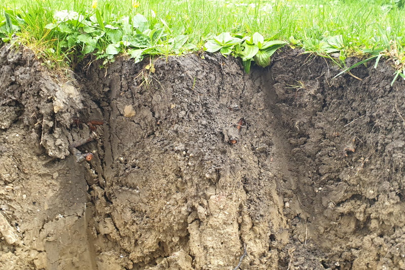 Querschnitt eines Bodens mit Grasbewuchs