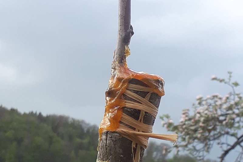 Veredelungsstelle mit Baumwachs verstrichen als Nahaufnahme