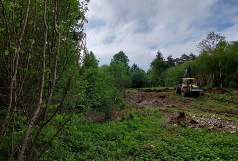 Zwischen Haselnusssträuchern wird Waldboden in Reihen aufgelockert