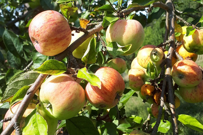 Reife Äpfel am Ast des Apfelbaumes