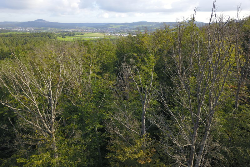 Dürre Buchenkronen bei Schlat, im Hintergrund der Hohenstaufen