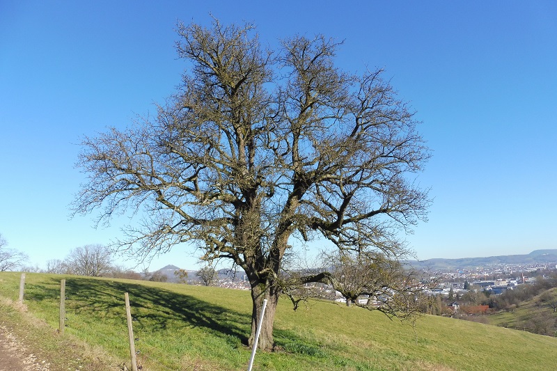 Mostbirnenbaum auf Streuobstwiese im Spätwinter