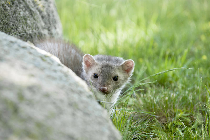 Steinmarder Steinmarder