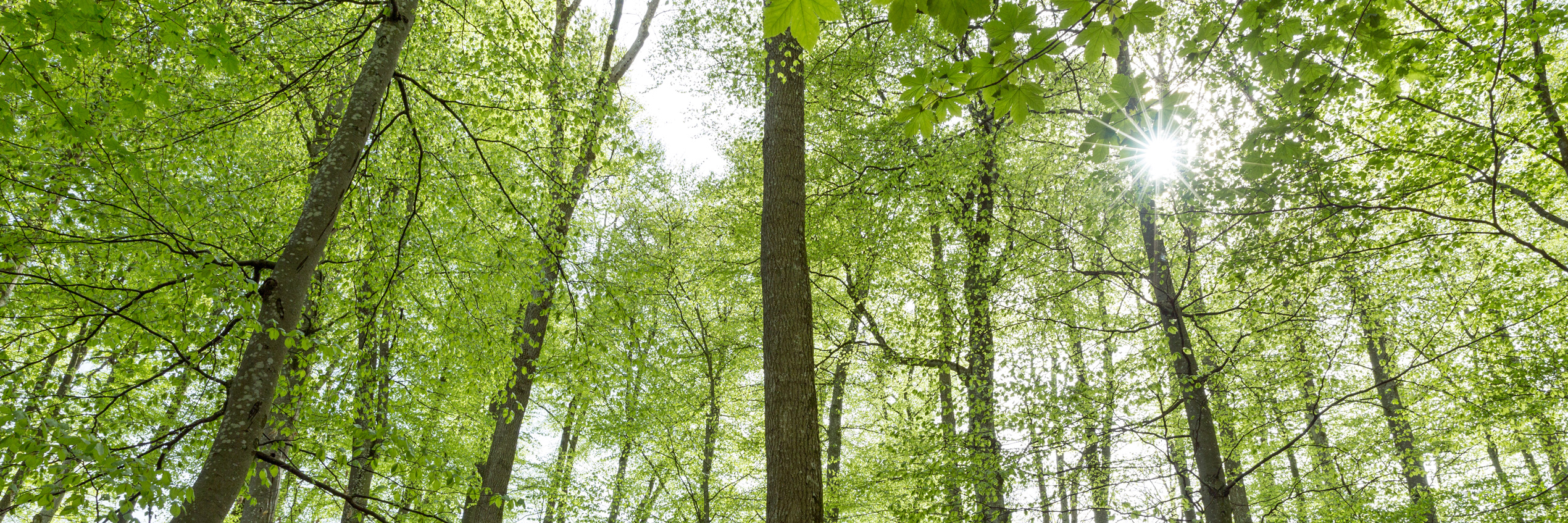 Buchenwald im Frühling nach dem Blattaustrieb