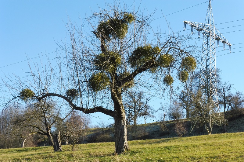 Apfelbaum von Misteln befallen auf einer Streuobstwiese