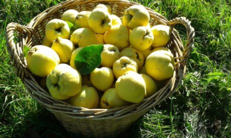 Quitten im Korb Gelba Quitten in einem geflochtenen Korb