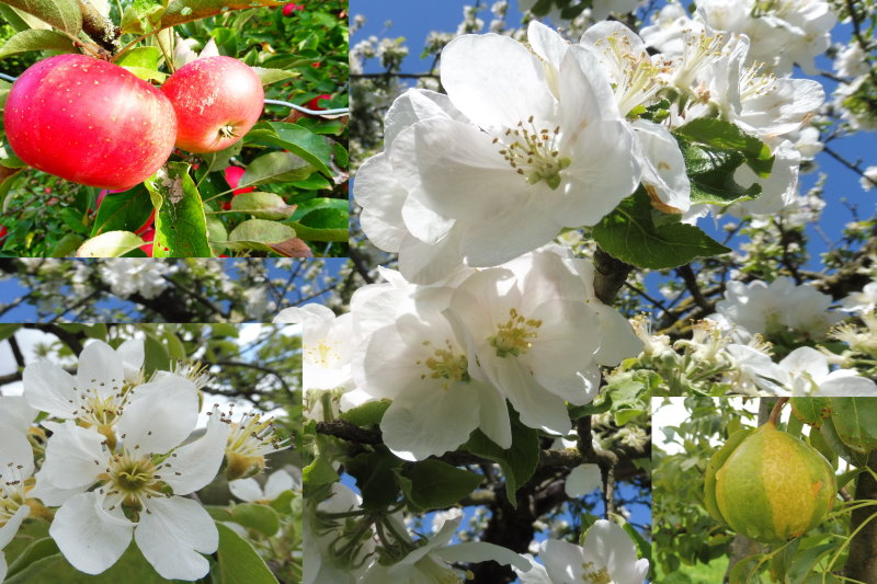 Bildcollage mit Apfel- und Birnenblüten weiß, roten Äpfeln, Birne