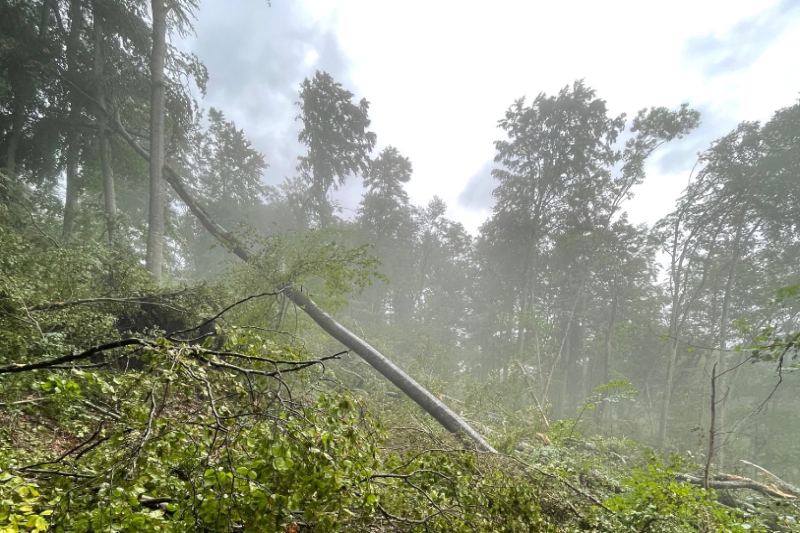 Hängende Buche über steilem Gelände