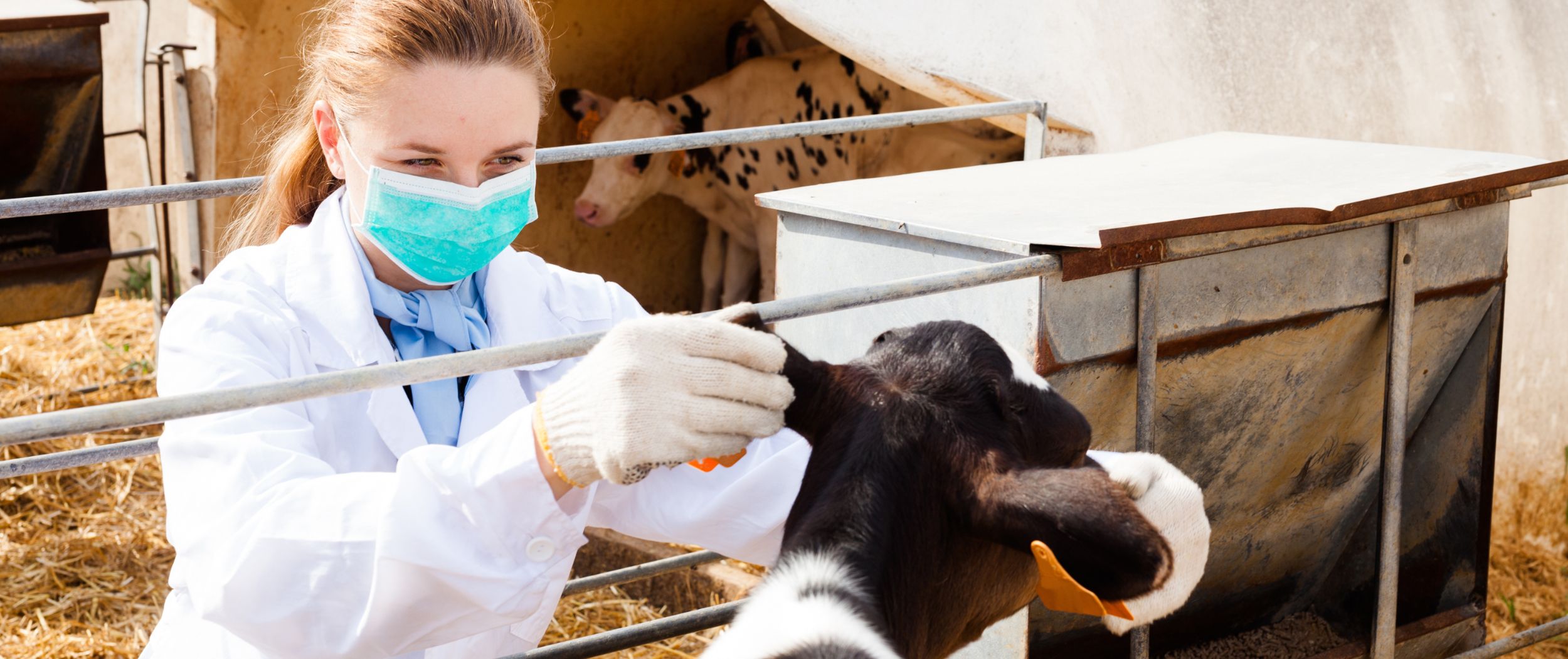 Tierärztin untersucht ein Kalb in einem Stall