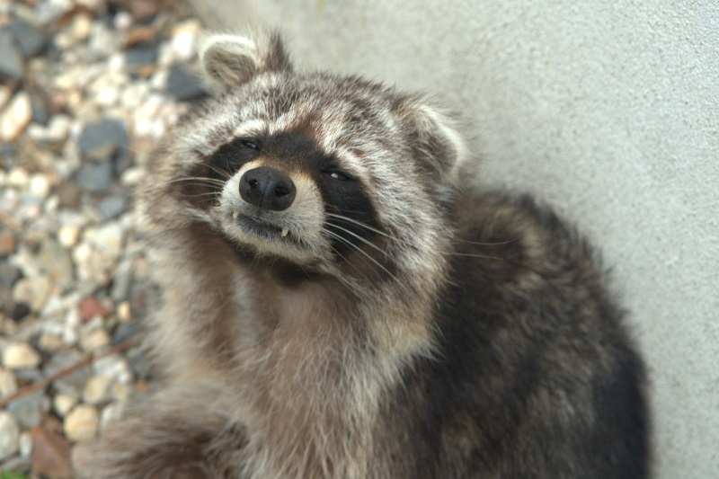 Waschbär vor Hauswand