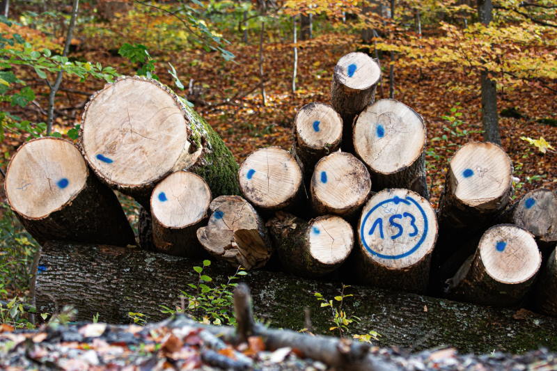 Baumstämme, die im Wald gepoltert sind