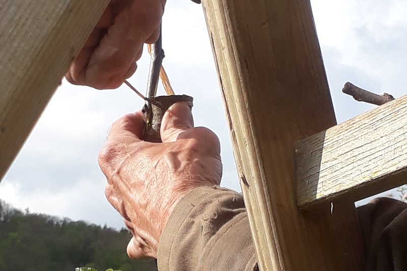 Menschliche Hand bei der Veredelung an einem Apfelbaum