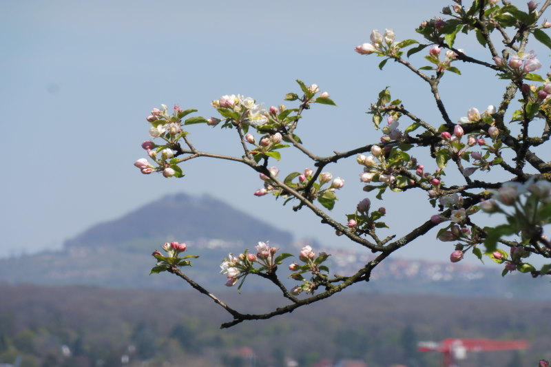 Ein Ast mit aufgehenden Apfelblüten im Hintergrund der Hohenstaufen