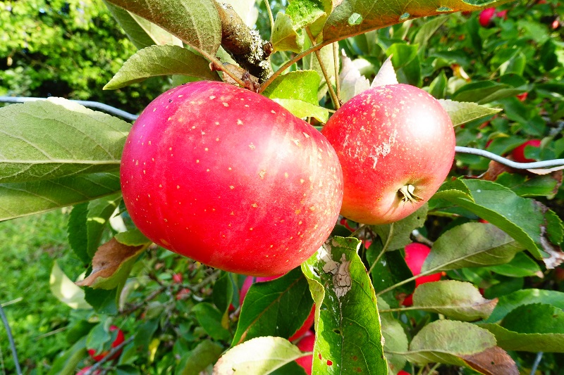 Zwei rote Äpfel mit Blattwerk am Ast des Baumes