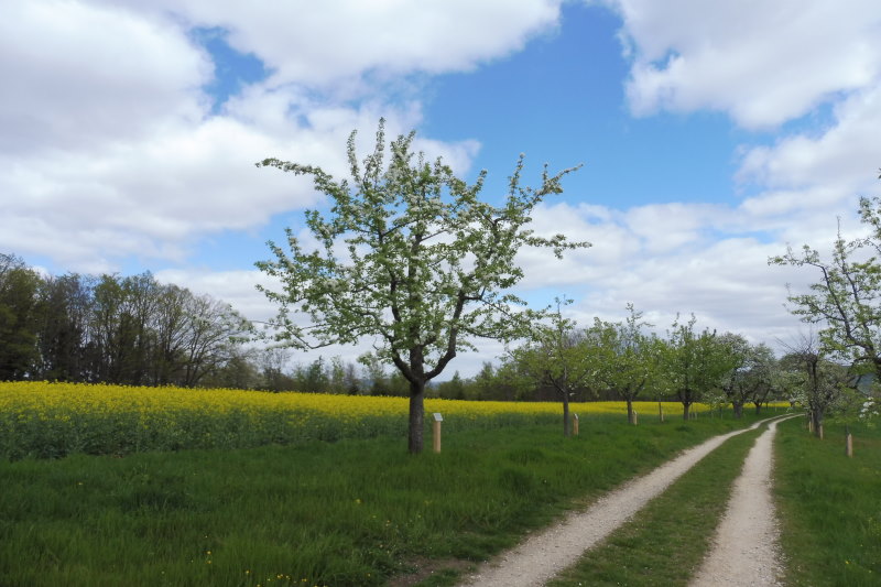 Streuobstbäume an einem Feldweg in Blüte, im Hintergrund ein Rapsfeld