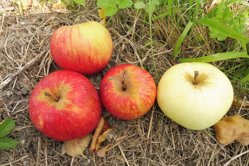 Vier Streuobstäpfel verschiedener Sorten auf dem Boden