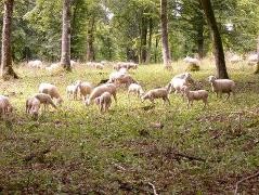 Schafe im Hutewald